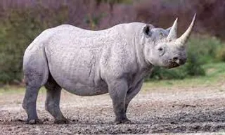 a white rhino standing on top of a dirt field.cartoon illustration