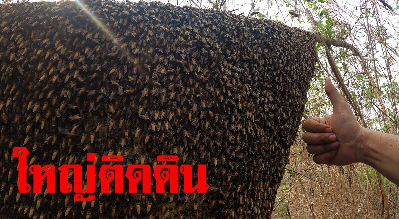 a hand pointing at a swarm of bees on a tree