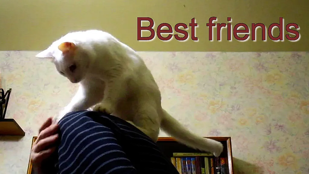 a white cat sitting on top of a person's arm