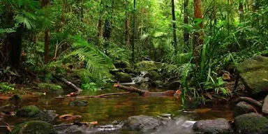 a stream running through a lush green forest