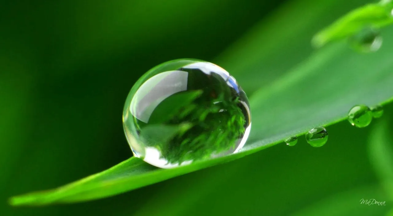 a drop of water sitting on top of a green leaf