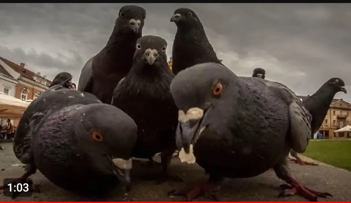 a group of birds standing next to each other