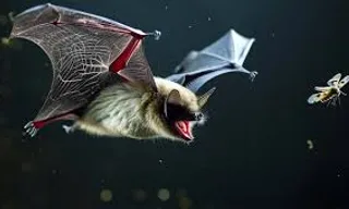 a bat with its mouth open flying next to a fly insect