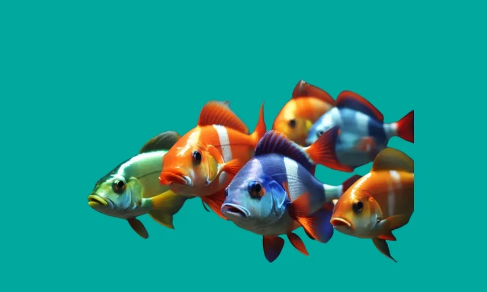 a group of colorful fish swimming in green screen