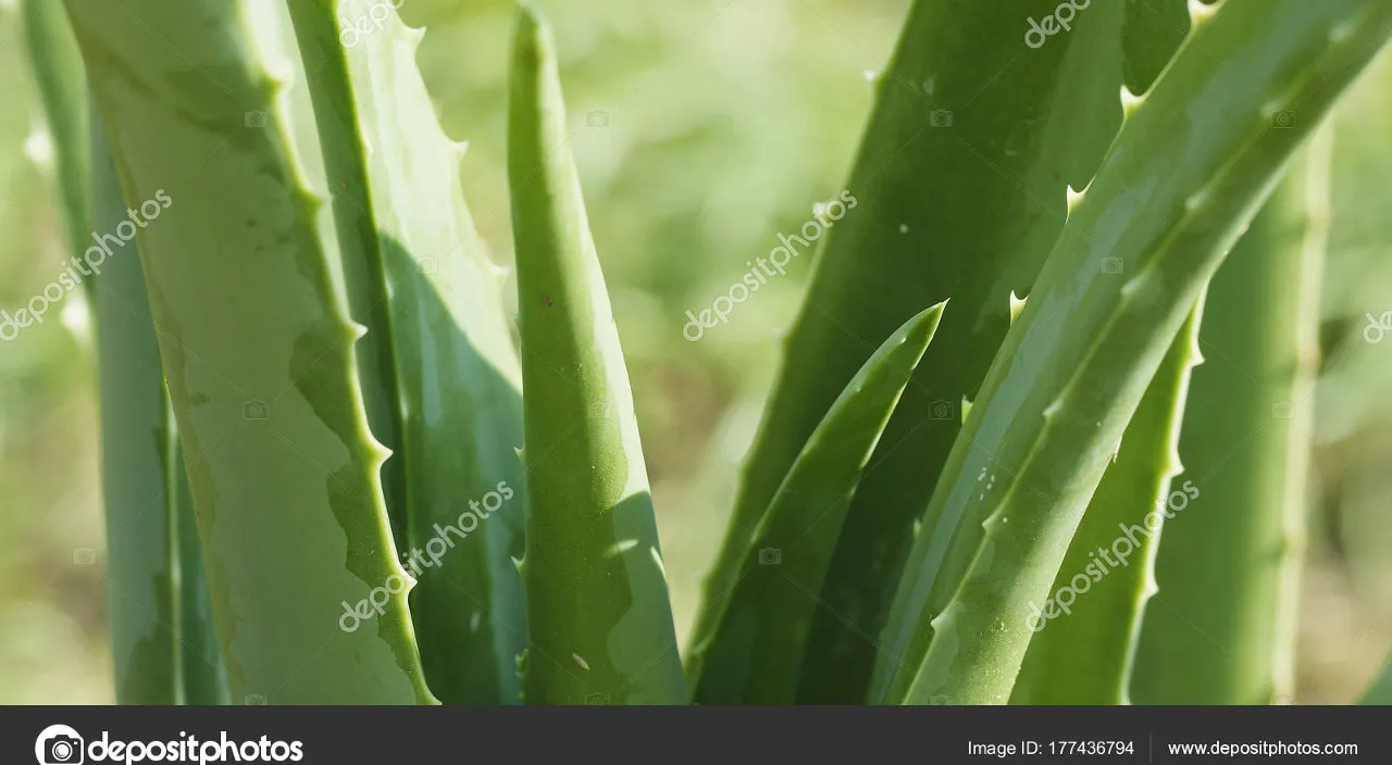 a close up of a green plant with leaves