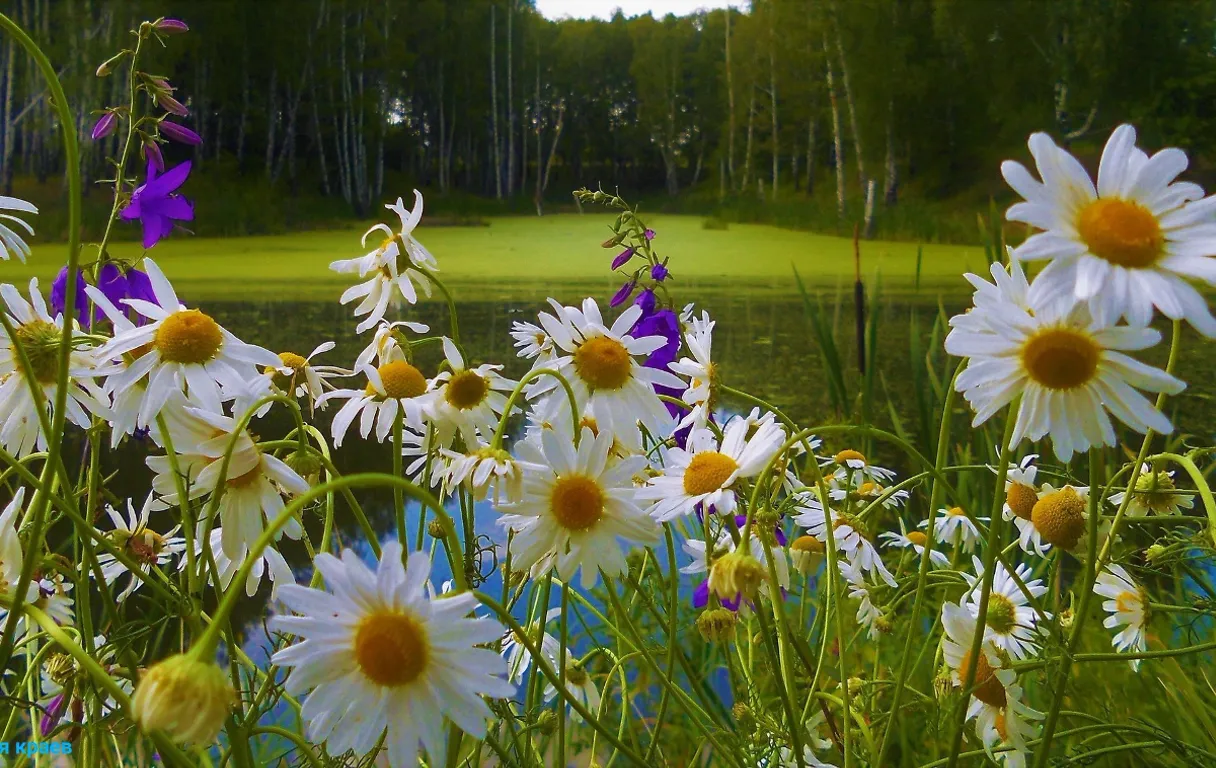 a field of white and yellow flowers next to a pond chamomile flowers move only from the wind, the camera is stationary