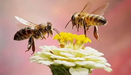 Flowers bloom, where bees take flight