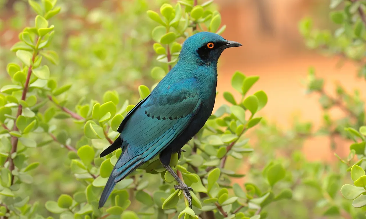 a blue bird sitting on top of a tree branch