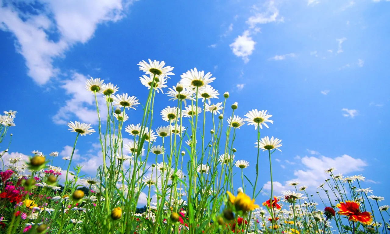 a field full of flowers under a blue sky