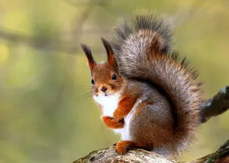 a squirrel is sitting on a tree branch