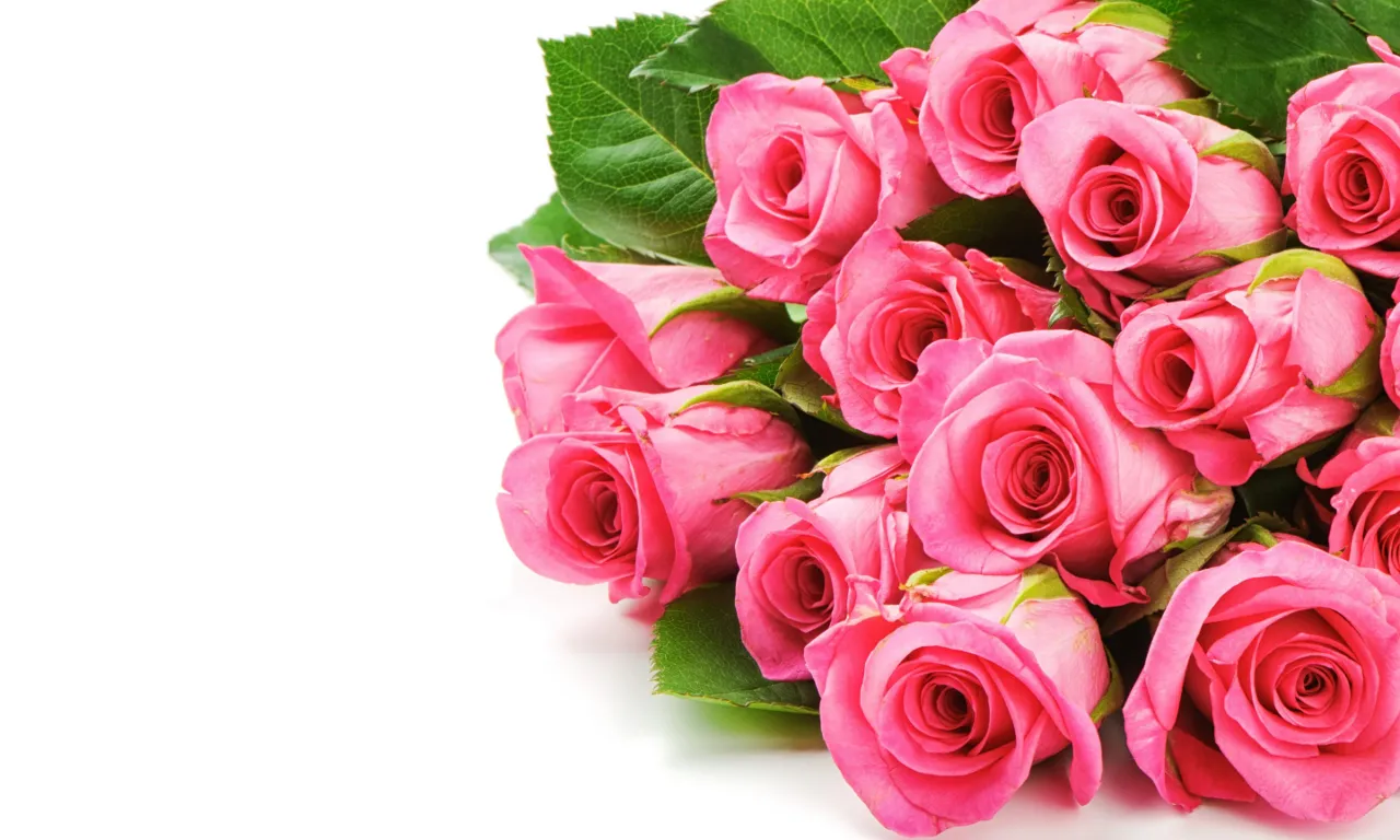 a bouquet of pink roses on a white background