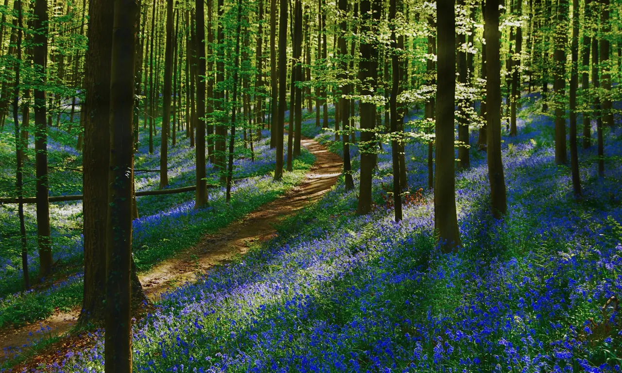 a path through a forest filled with blue flowers