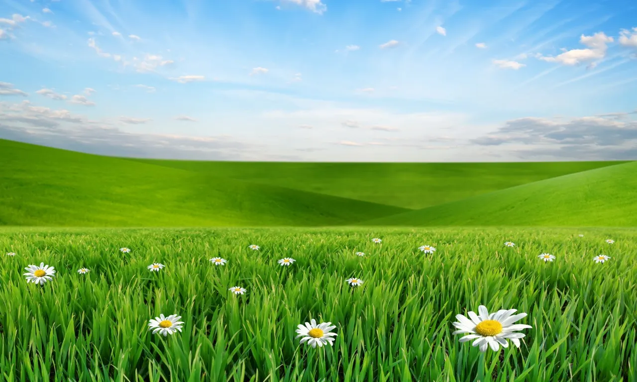 a field of grass with daisies in the foreground