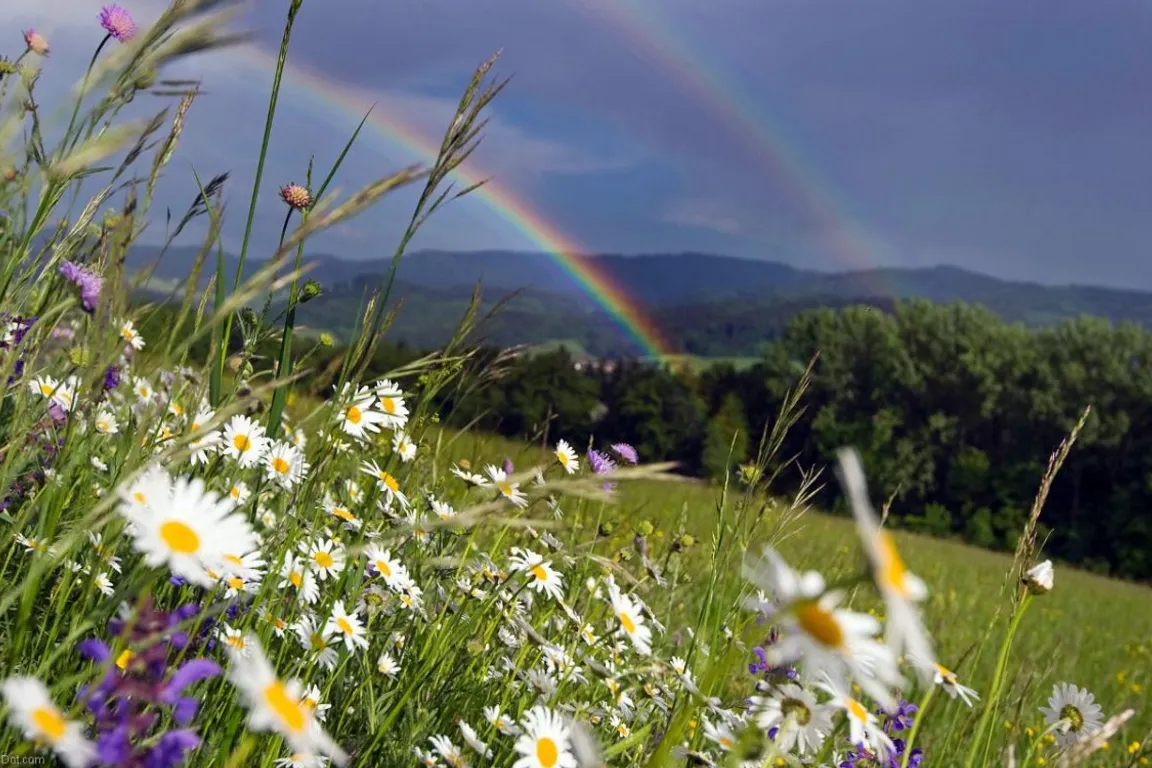 a rainbow in the sky over a field of wildflowers