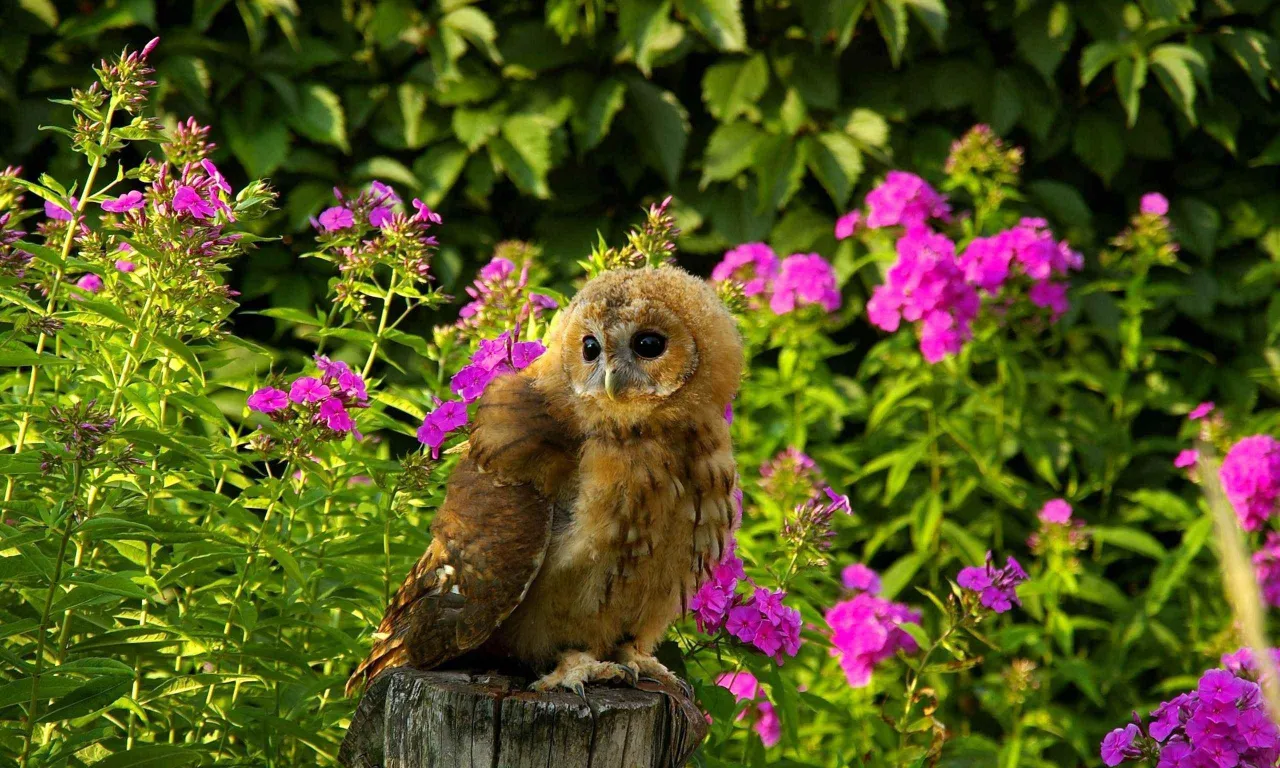 a small owl sitting on top of a wooden post