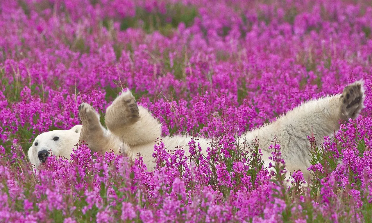 flower, plant, purple, botany, petal, grass, bird, herbaceous plant, magenta, groundcover