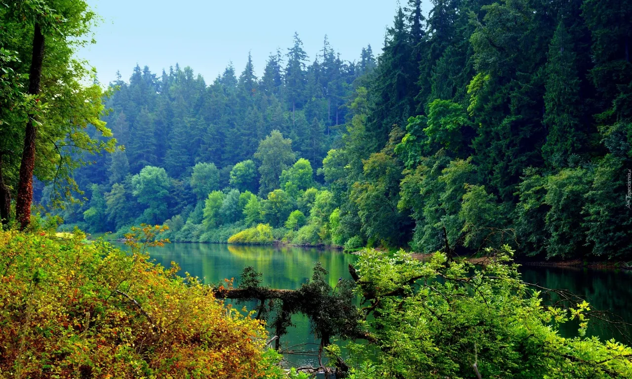 a body of water surrounded by lush green trees