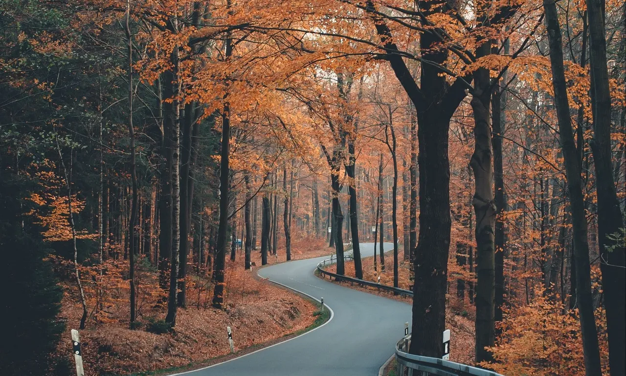 a winding road in the middle of a forest