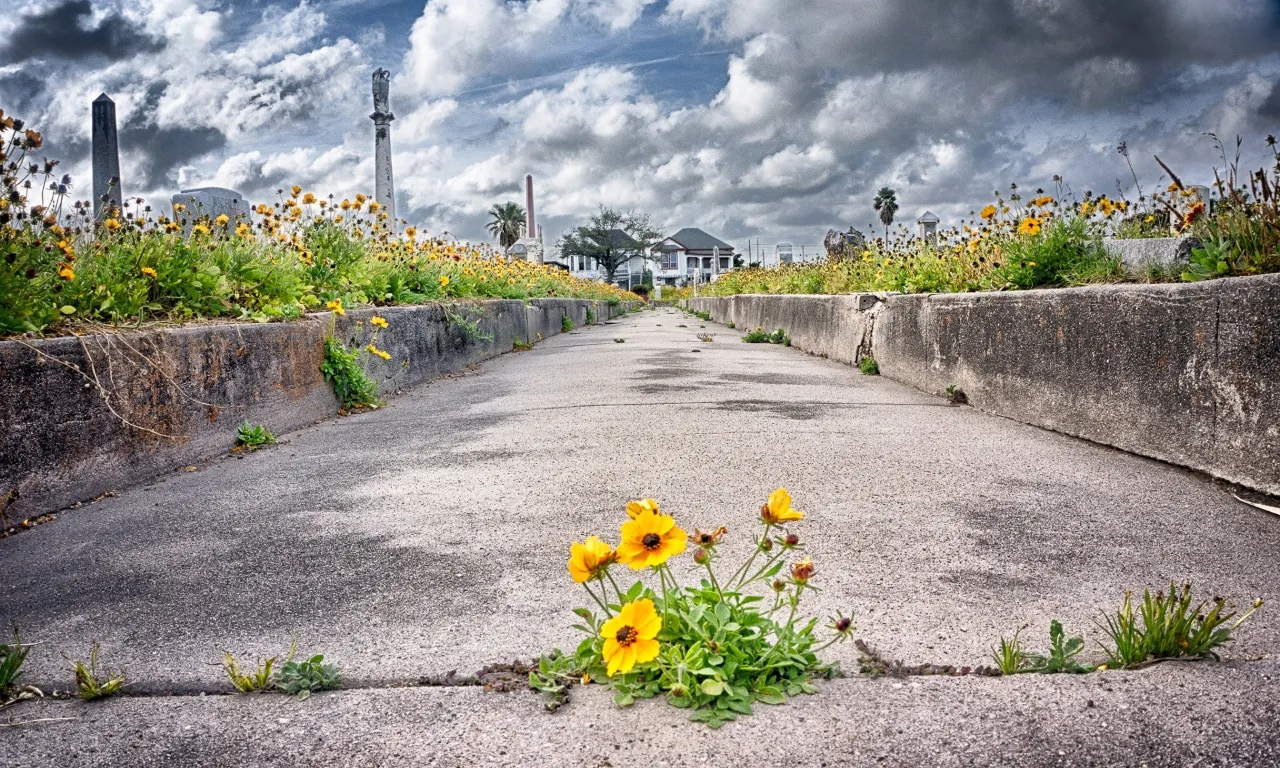 a bunch of flowers that are sitting in the street