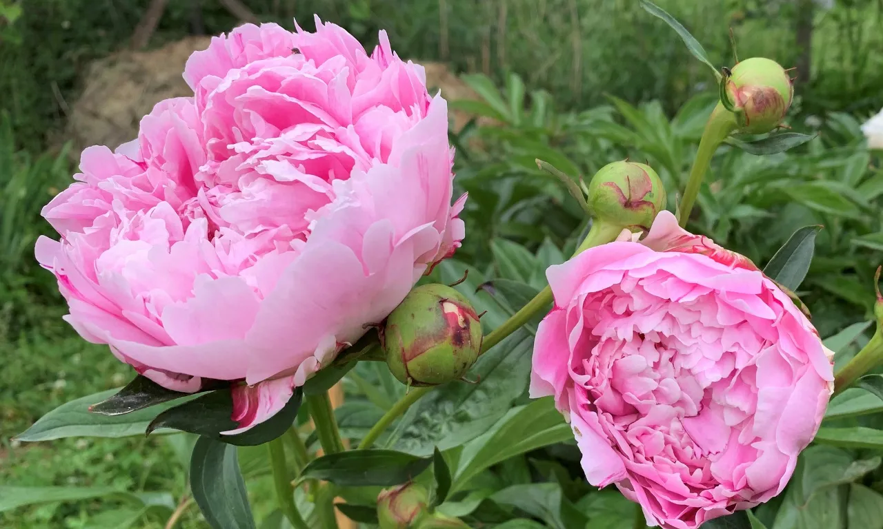 two pink peonies blooming in a garden