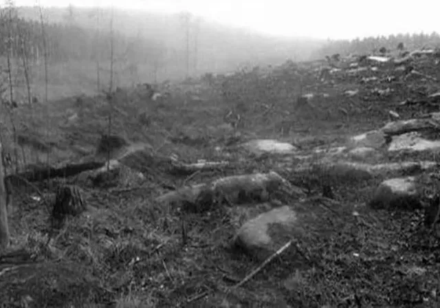 In the 20s and 30s of the last century, cattle often wandered into the clearing. And they died