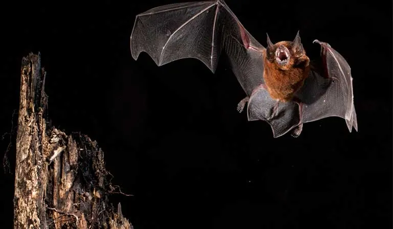 a bat flying over a tree stump in the darky