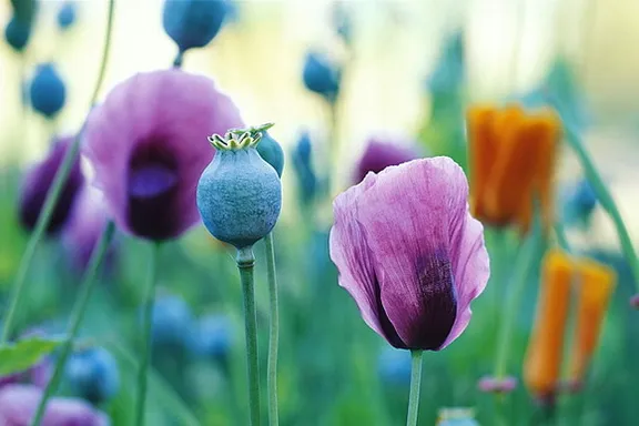 a bunch of flowers that are in the grass