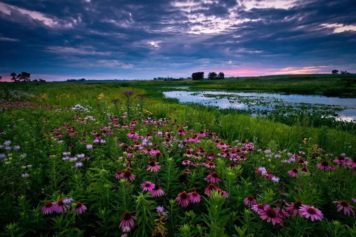 a field full of purple flowers next to a river