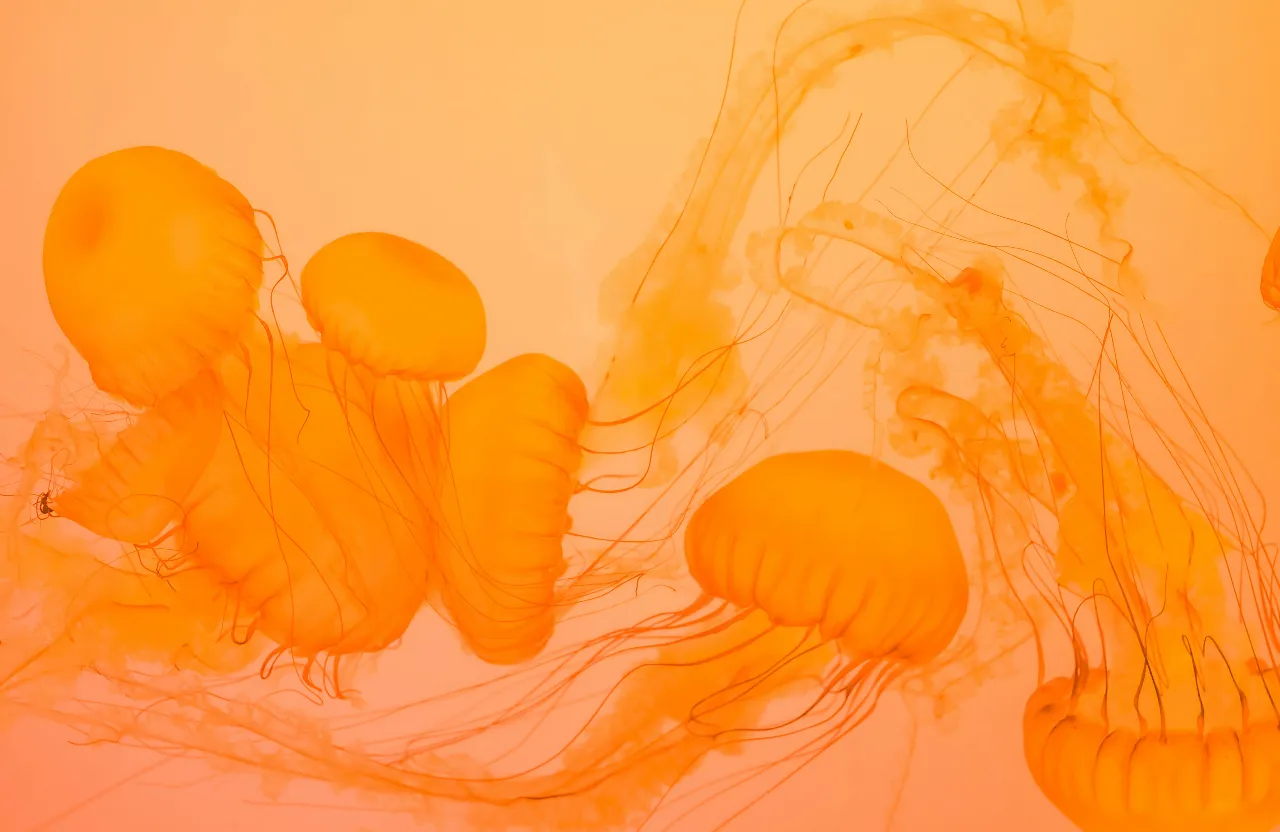 a group of yellow jellyfish floating in the water