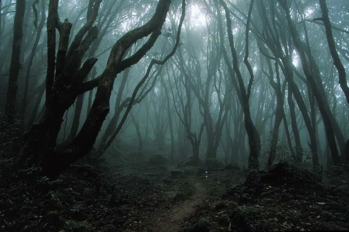 a foggy forest filled with lots of trees