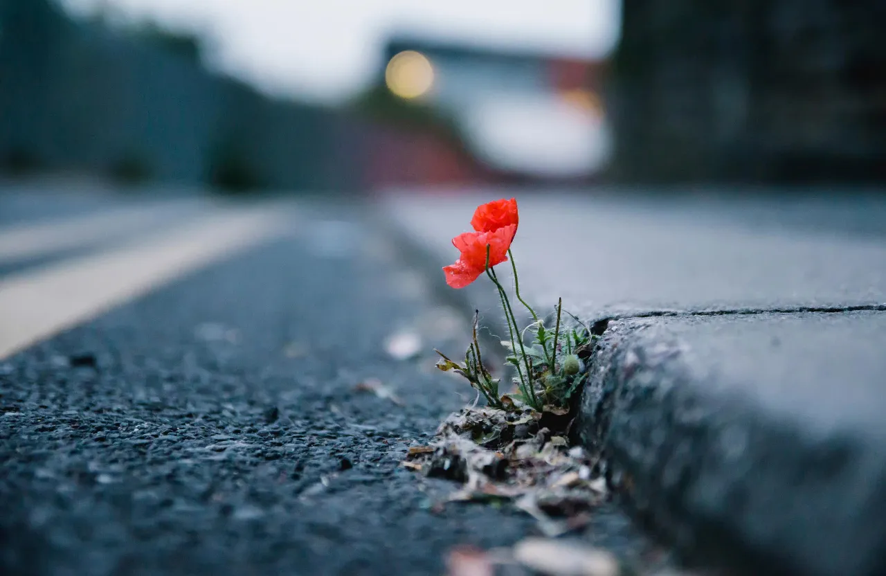 a single red flower sitting on the side of a road