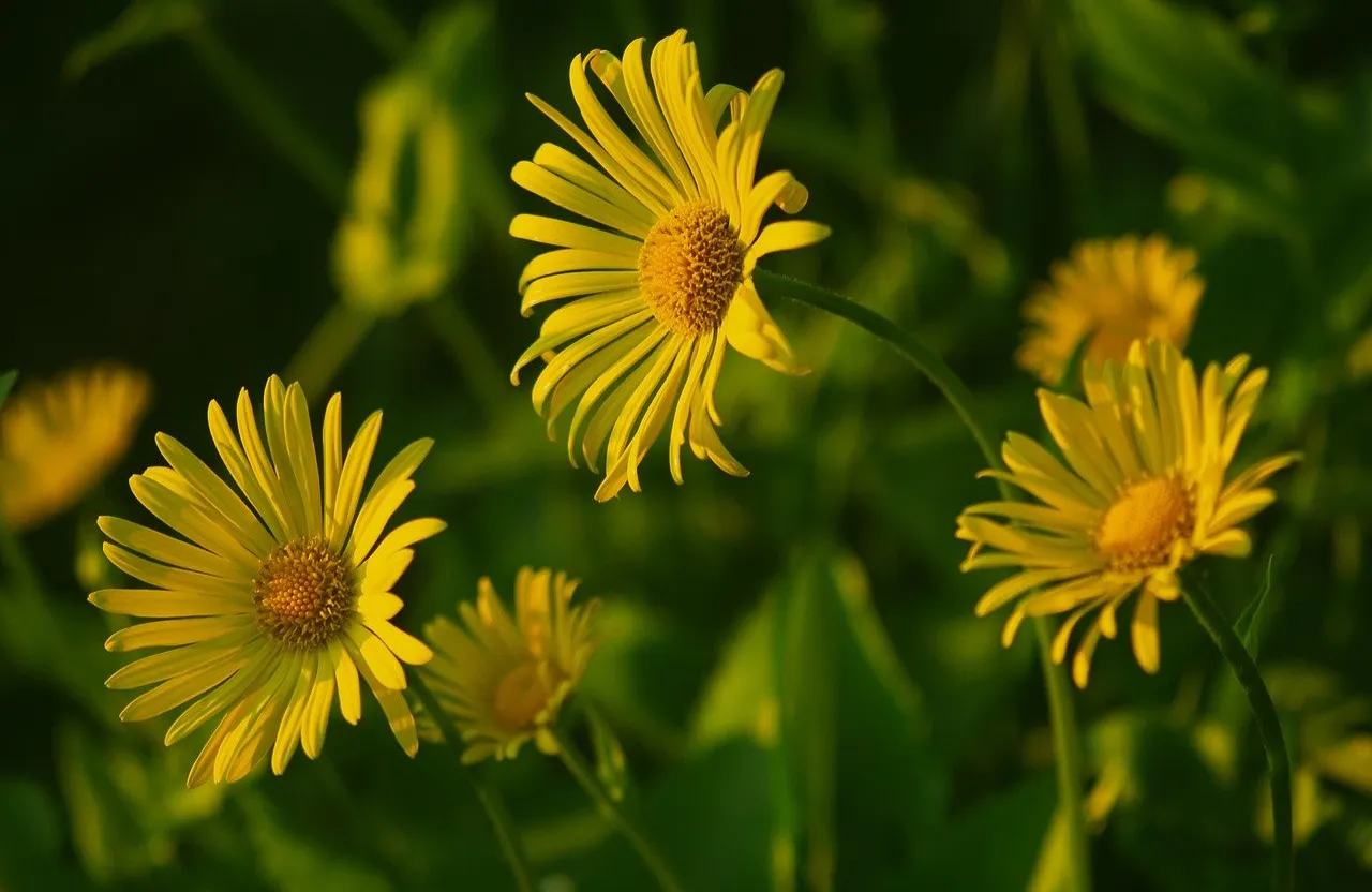 a bunch of yellow flowers that are in the grass