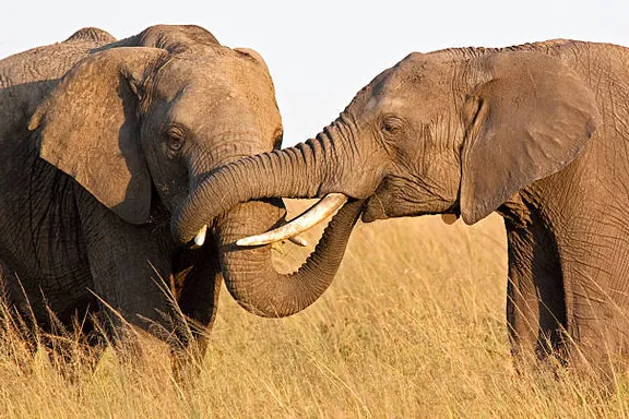 a couple of elephants that are standing in the grass