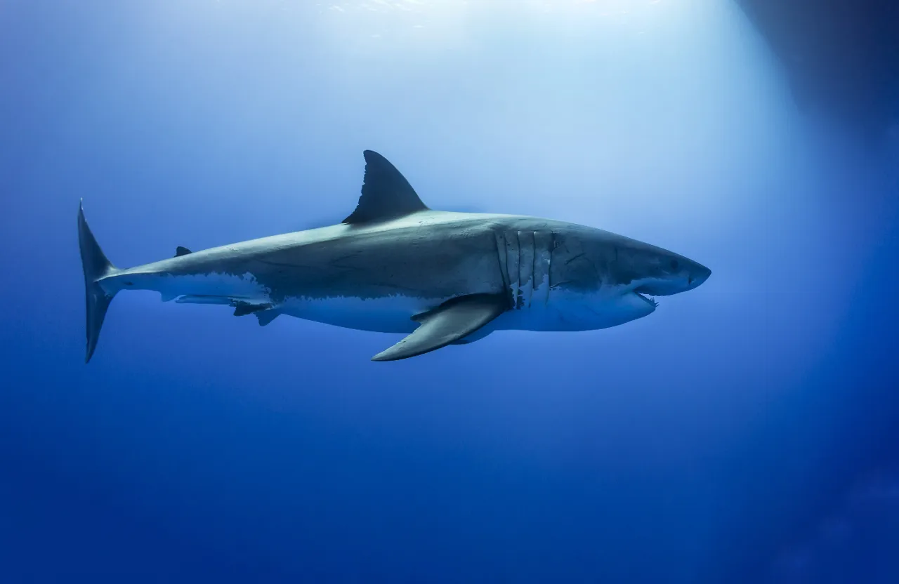 a great white shark swimming in the ocea