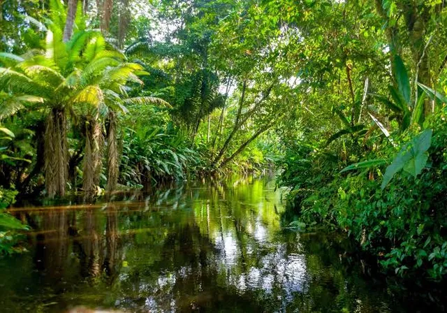 a river running through a lush green forest