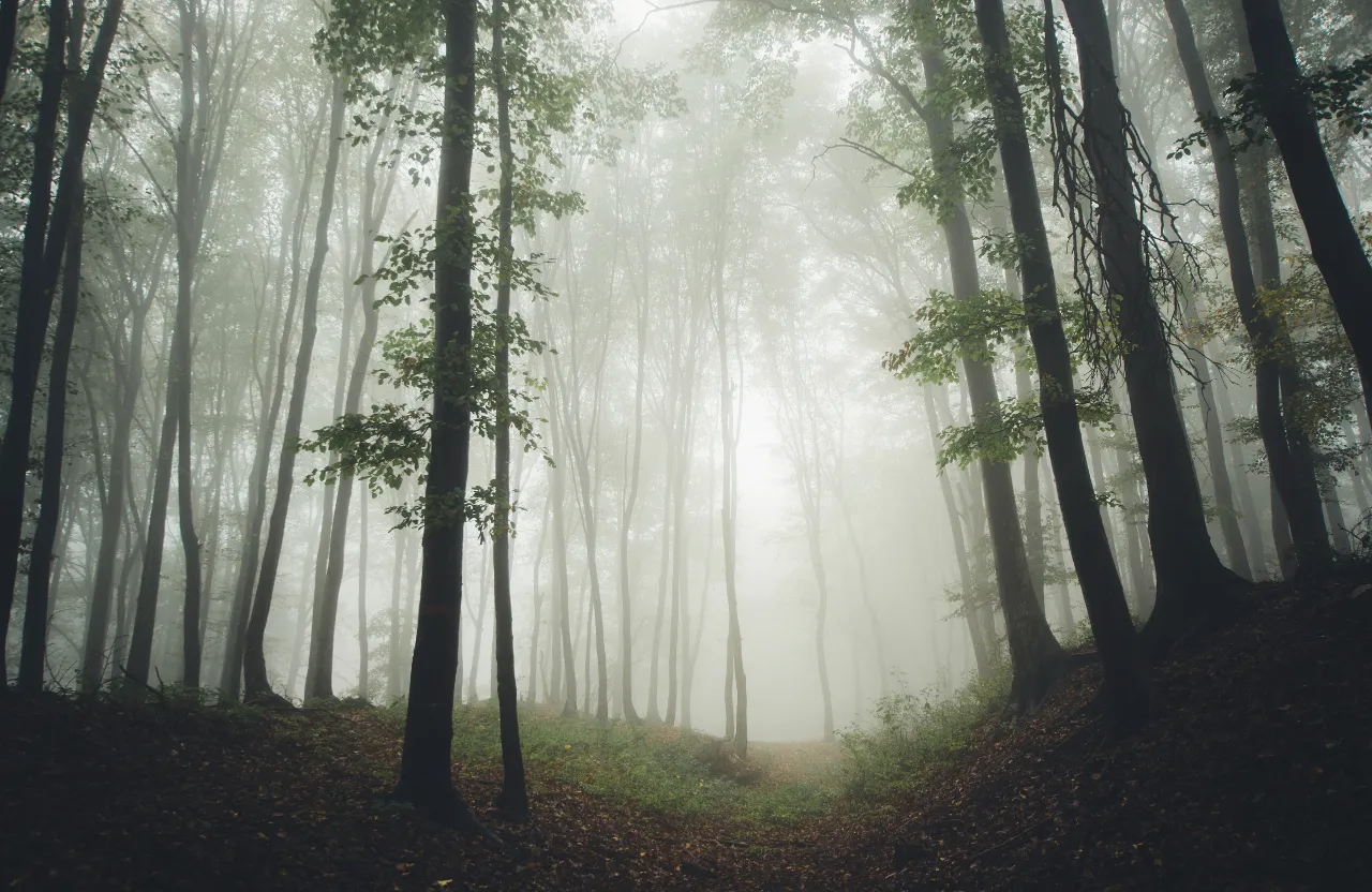 a foggy forest filled with lots of swaying trees