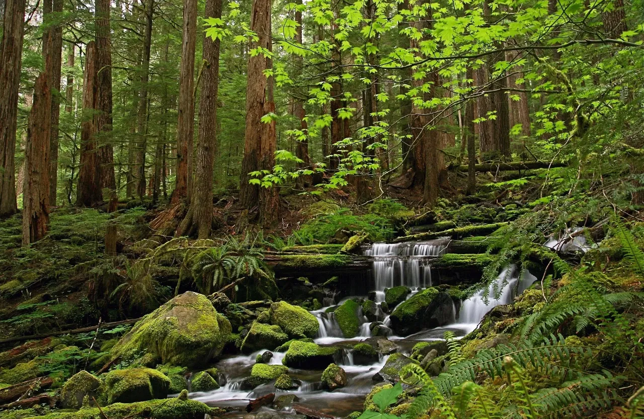 a stream running through a lush green forest