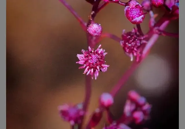 a close up of a flower with drops of water on it