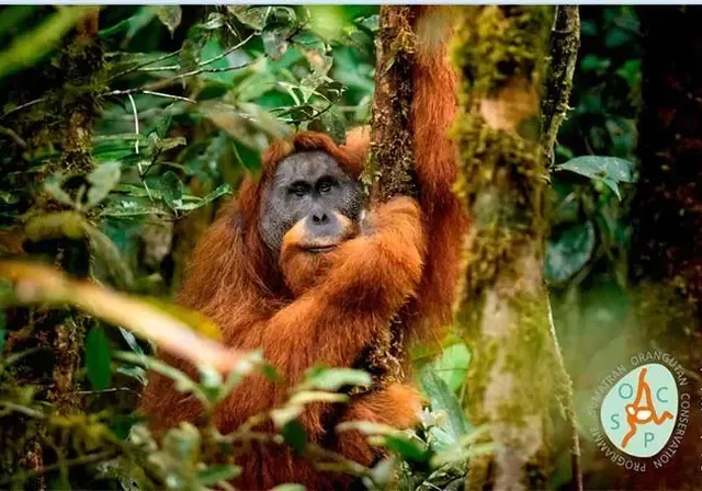 an oranguel hanging from a tree in the jungle