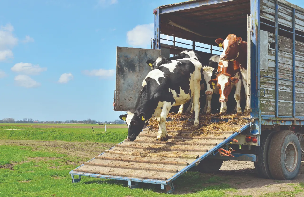 a truck with three cows in the back of it