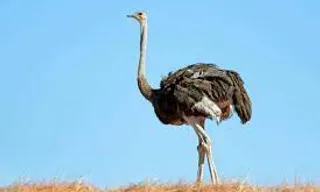 an ostrich standing in a field with a blue sky in the background