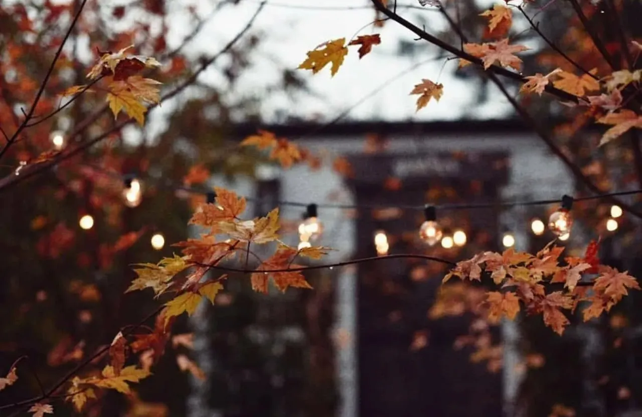 a bunch of lights that are on a tree