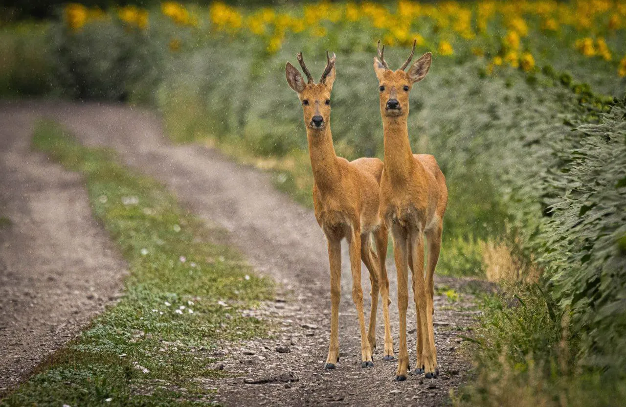 a couple of deer standing on a dirt road