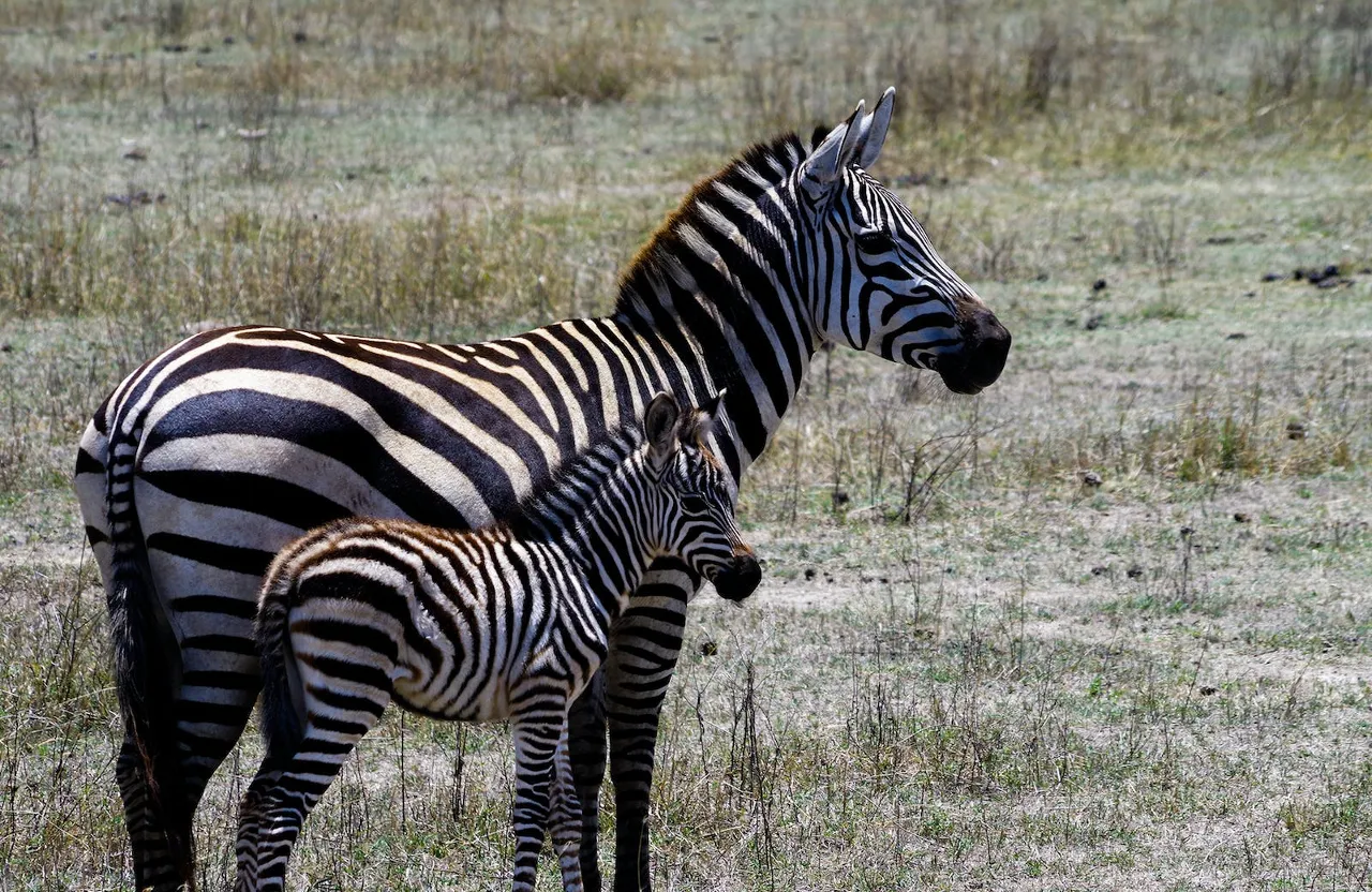 a mother and baby zebra standing in a field