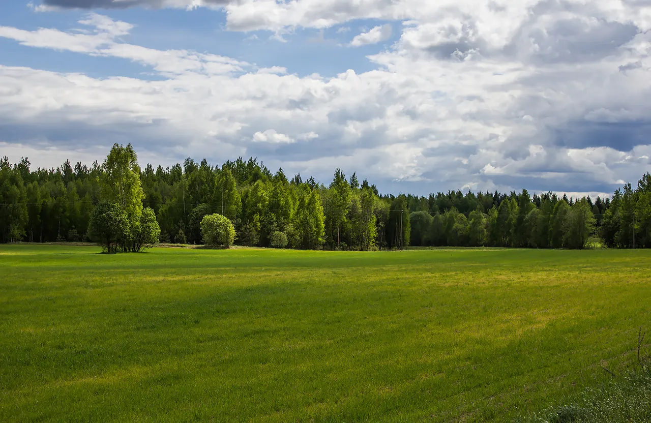 a grassy field with trees in the background