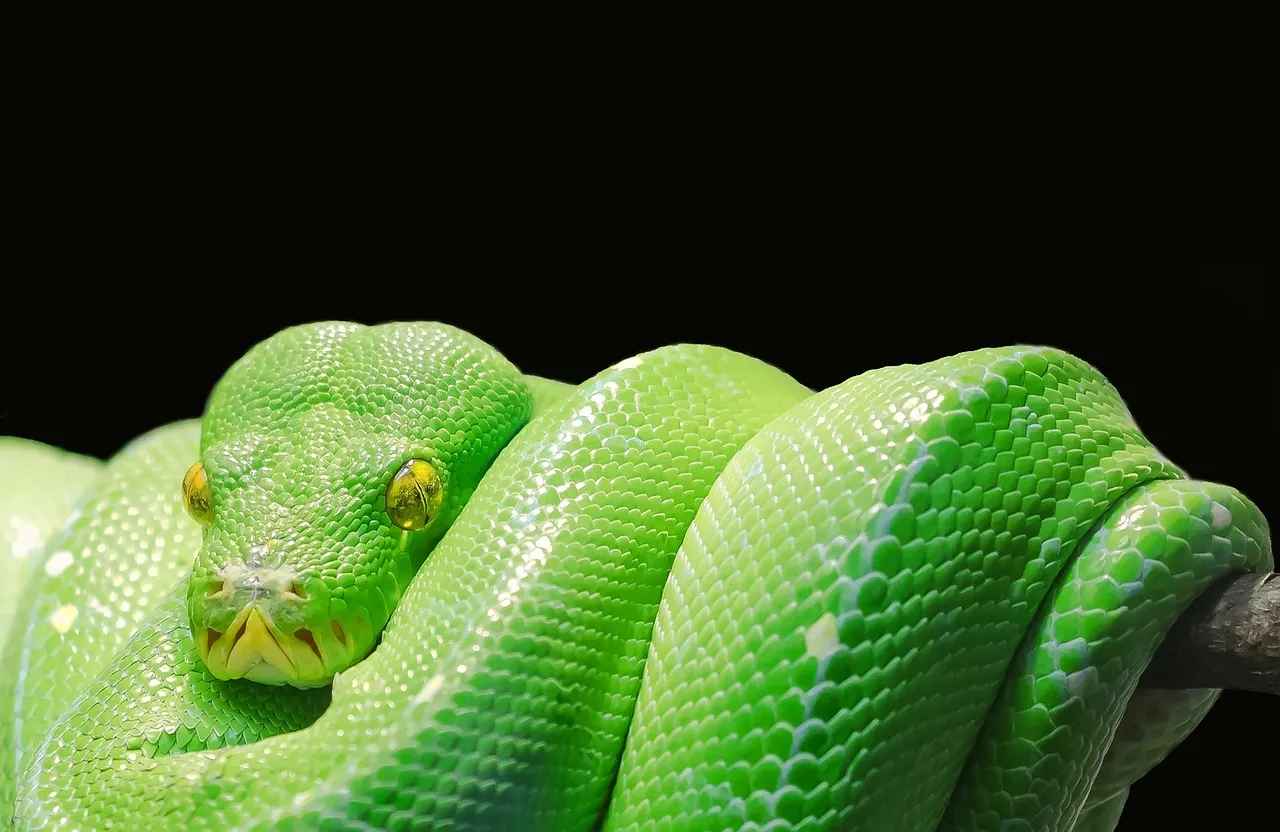 a close up of a green snake on a branch