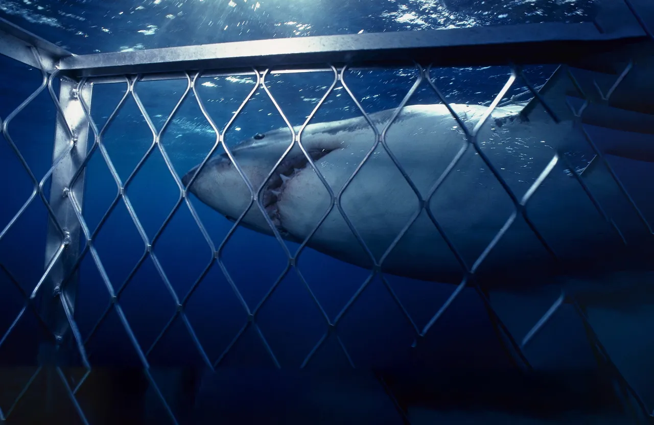 A shark in a cage