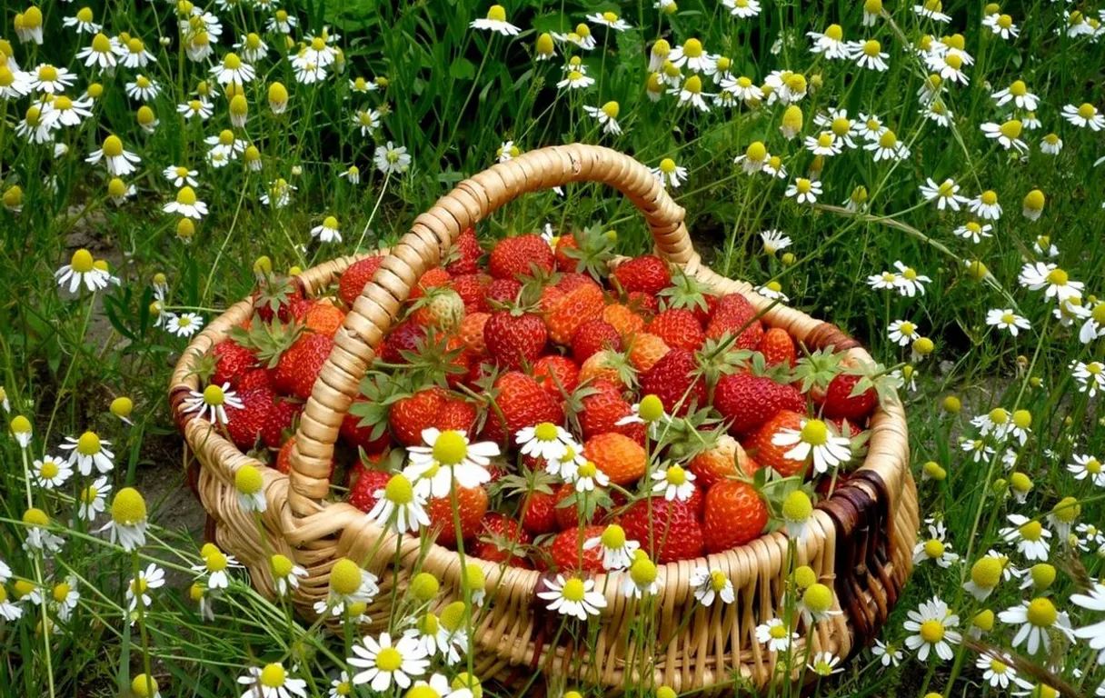 a wicker basket filled with strawberries and daisies