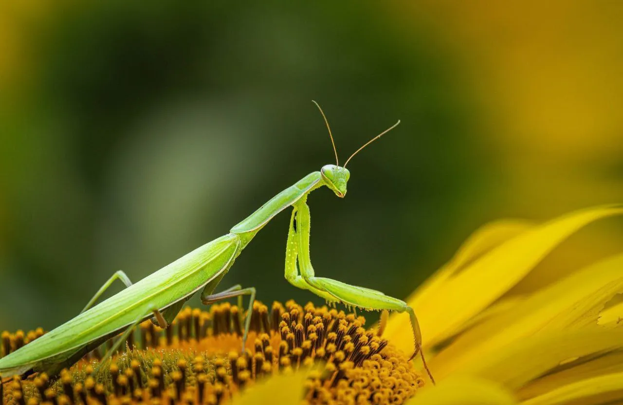 a praying mantissa sitting on a sunflower