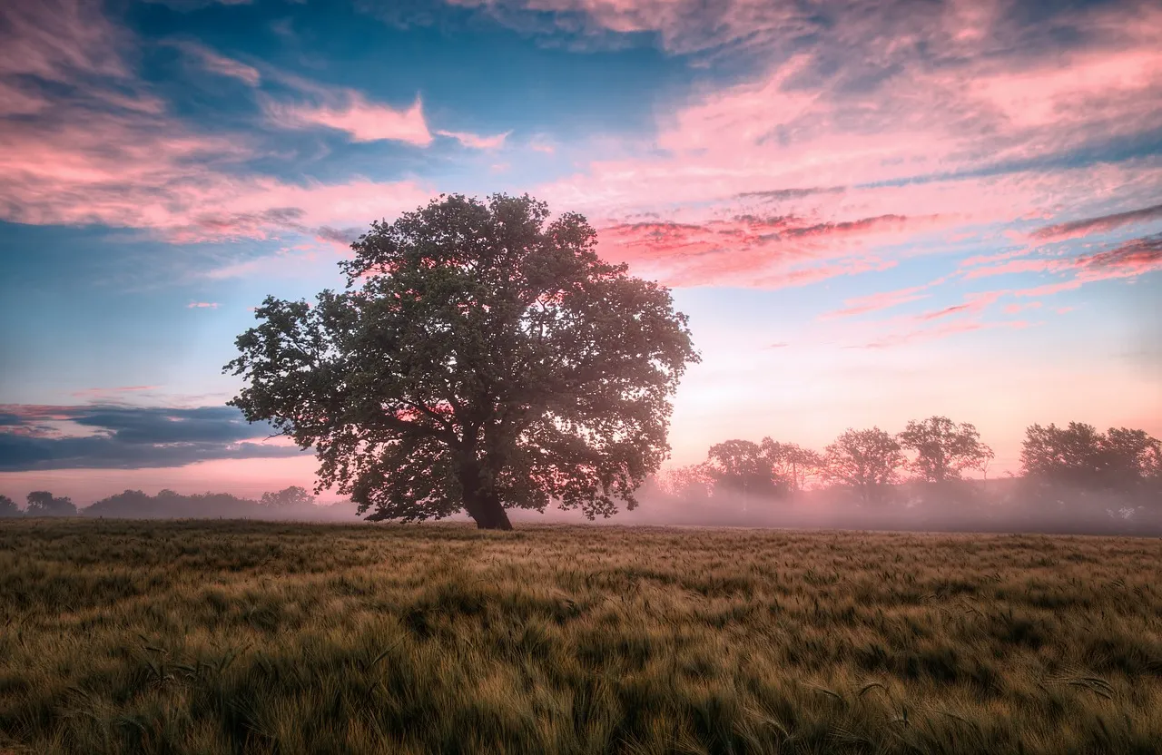 a tree in a field with a pink sky in the background